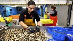 En O Percebeiro preparan el marisco para enviara todo el pas y tambin a otros pases europeos