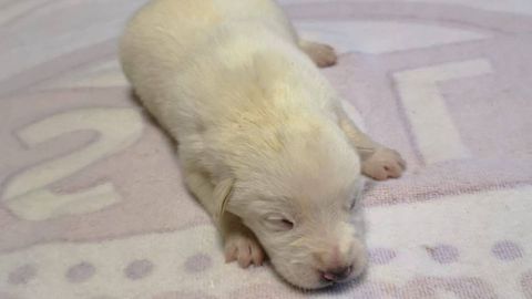 Milk, uno de los cachorros para los que BeneCane busca un hogar