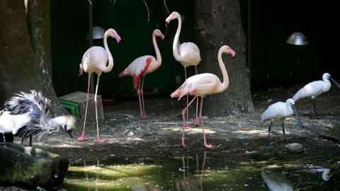 Los flamencos son unas de las aves ms vistosas de Avifauna