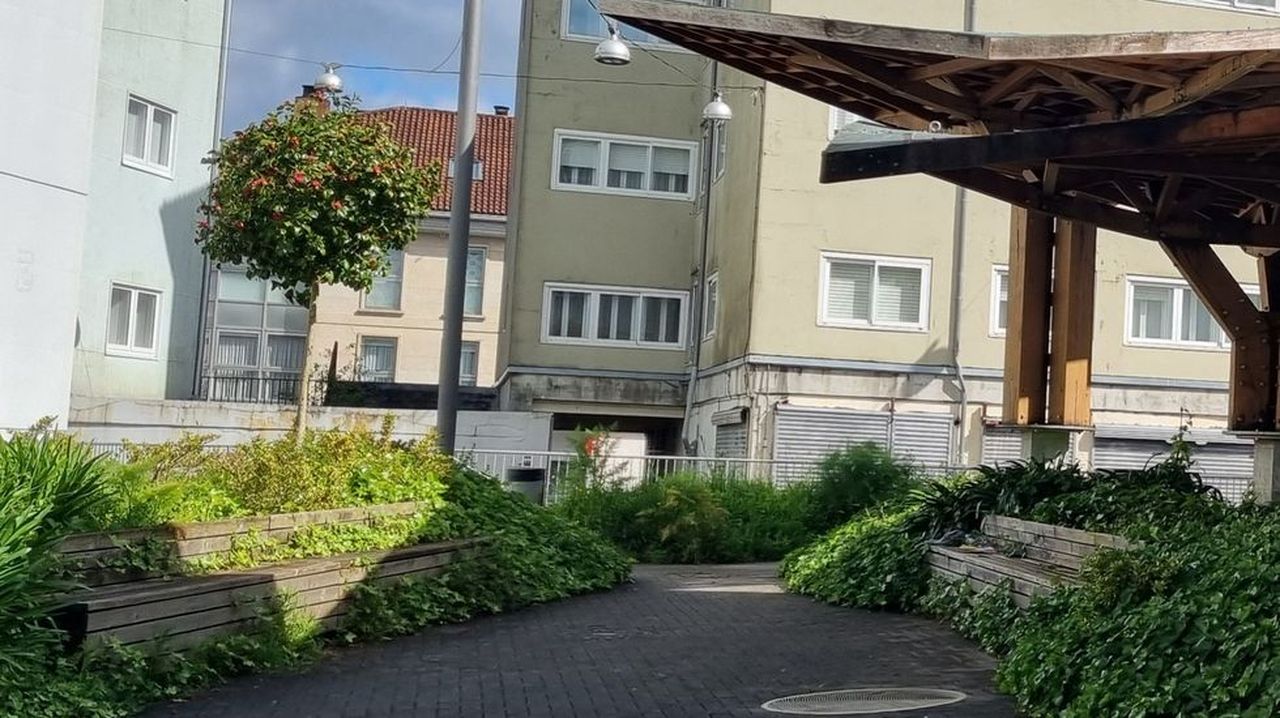 El PP reclama la limpieza de la vegetación en espacios públicos del barrio de Vista Alegre