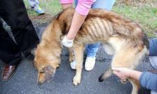 El perro encontrado en A Pontedona, ten�a s�ntomas de desnutrici�n y las orejas cubiertas de garrapatas.