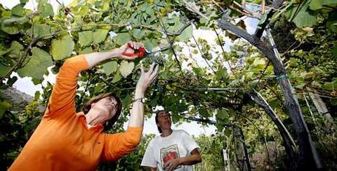 Los viticultores de la comarca recogieron en septiembre del 2007 las uvas para la primera cosecha de la denominaci�n.