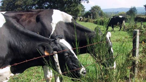 Vacas frisonas en una foto de archivo