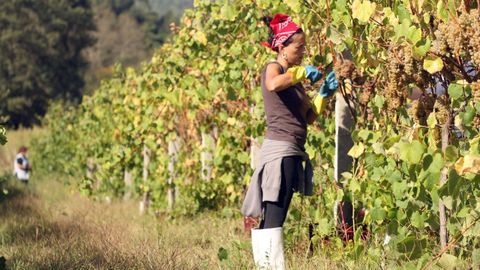 Vendimia en vides de la bodega Mart�n Codax, que exporta vino a Estados Unidos.