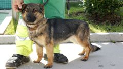 Un can de la perrera municipal de Carballo