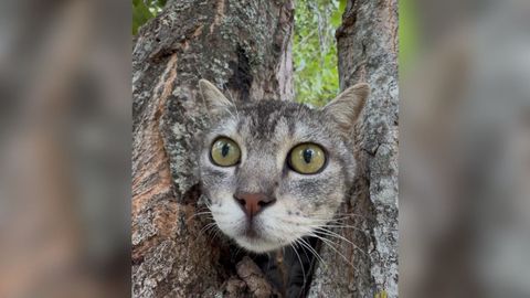 Atenea, la gata rescatada el fin de semana en Coruxo.