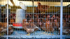 Gallinas de la granja O Volteiro, en A Estrada