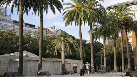 En el centro, ejemplar infectado por el picudo rojo, sin brotes nuevos, en�el paseo de M�ndez N��ez