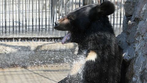 Un oso del Himalaya se refresca con un chorro de agua en un parque zool�gico de la ciudad rusa de Krasnoyarsk