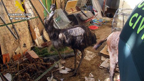 Animales en malas condiciones en el recinto intervenido en Lorca (Murcia)