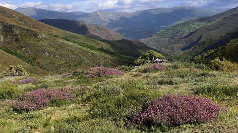 Un bosque que se salv� de la quema. En esta fotograf�a anterior al incendio se distingue (al fondo y a la derecha) el souto de casta�os de Eiriz, que no lleg� a arder aunque el fuego se acerc� a sus bordes