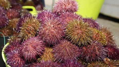 Erizos de mar, en una foto de archivo