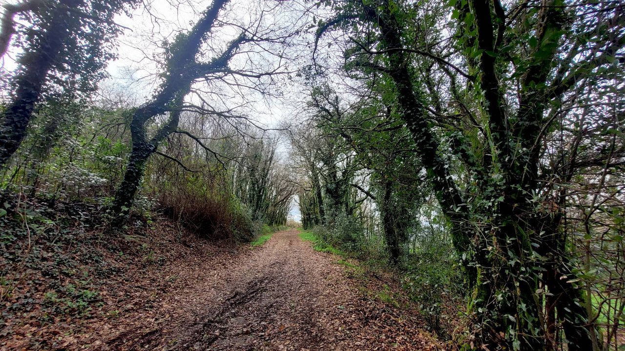 Los dos caras del túnel de árboles en las olvidadas tierras de Bando