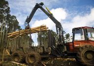 El sector forestal tienen gran peso en la econom�a de la zona. 