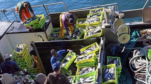 Un cerquero descargando jurel en la lonja de Ribeira a finales de septiembre del 2025