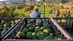 Imagen de archivo de una recogida de aguacates en O Baixo Mi�o, donde hay ya medio centenar de hect�reas cultivadas.