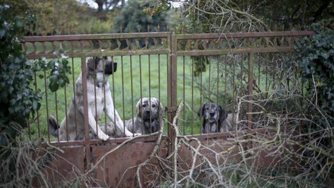 As� es el Cami�o Primitivo a su paso por el municipio de Lugo