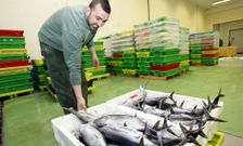 En la lonja de Burela se han subastado este verano m�s de 650.000 kilos de bonito fresco. 