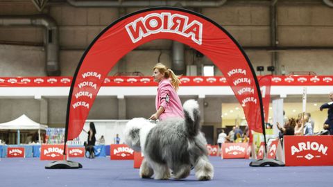 Exposici�n Canina de Galicia en Lugo