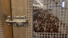 Las gallionas espa�olas llevan meses encerradas para evitar nuevos positivos por gripe aviar