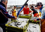 Los barcos de Cesantes y de toda la r�a relaizan sus descargas de sardina en Vigo. 