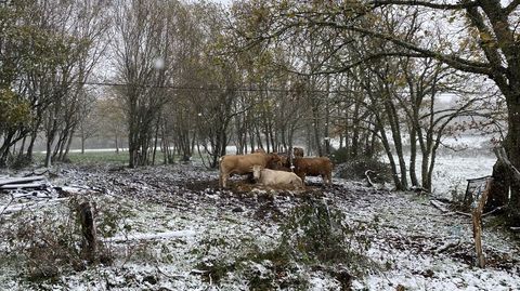 Nieve en A Pobra de Trives (Ourense)