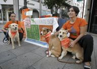 As voluntarias da protectora lalinense atenden a preto de trinta animais en A Ba��a. 