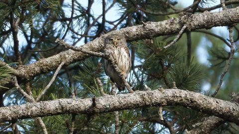 El �mochuelo chico� hallado en Pirineos