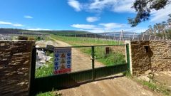 La plantaci�n de Kiwi Atl�ntico en Ove, al poco de ponerse en marcha