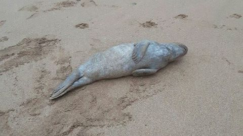 Ejemplar de foca gris encontrada en la playa de Colunga