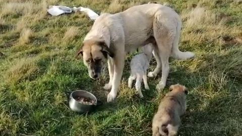 Un corderito hu�rfano adoptado por una mastina