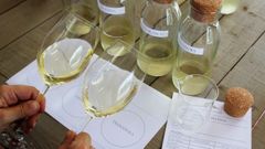 Los participantes podr�n elaborar su propio vino a partir de cuatro monovarietales