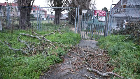 Y tambi�n varias ramas de �rboles