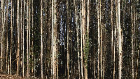 La Xunta tiene una estrategia para fomentar la gestin conjunta del monte gallego