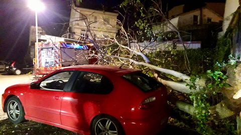 �rbol ca�do en O Burgo, en la calle Alexandre B�veda