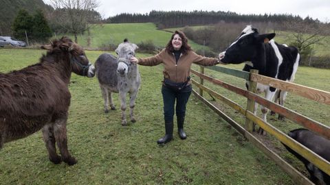 Son animales abandonados o maltratados