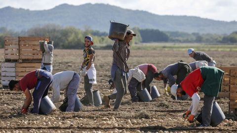 Recogida de patata en A Limia