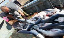 Al contrario que antes, la flota de artes menores ya no puede capturar ahora caella en el litoral mari�ano.