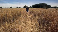 Antonio Rodr�guez, tras el rastro que dejaron los jabal�es en una incursi�n reciente en una finca sembrada de trigo