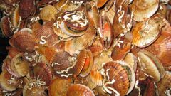 Aut�nticas zamburi�as gallegas, en una imagen de archivo, con dos orejas en la concha, mientras las volandeiras tienen una 