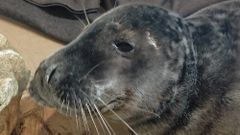 La cr�a de foca gris hallada en Gij�n