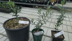 El CSIC ha identificado en Galicia variedades de olivo aut�ctonas
