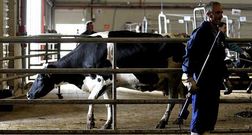 Las vacas de desvieje siguen depreci�ndose cada semana. 