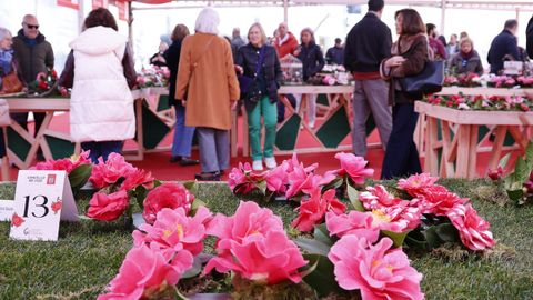 Una muestra de algunos de los ejemplares de camelias que se pudieron disfrutar