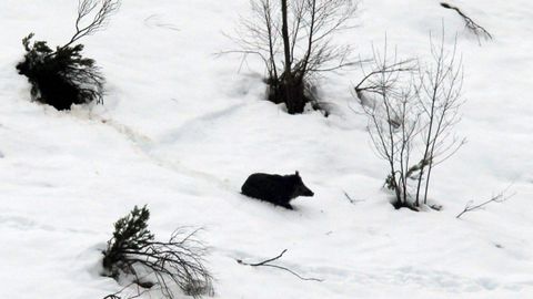 Un jabal� en la nieve en las proximidades del puerto asturiano de San Isidro
