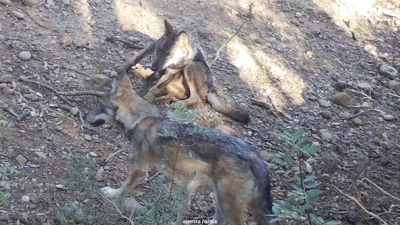 La Justicia desestima la suspensión cautelar del lobo como especie de caza en La Rioja