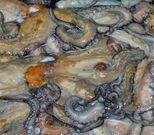 Pulpo listo para el transporte en la lonja de Corcubi�n. 
