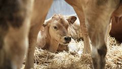 Friol celebra la Feira do Gando Vac�n de Carne