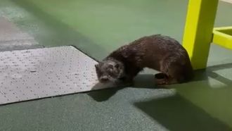 Una nutria herida se deja ver estos d�as por la lonja de Malpica