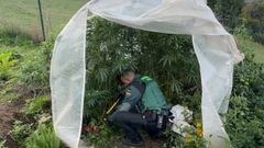 Imagen del�invernadero con plantas de cannabis encontrado por la Guardia Civil.